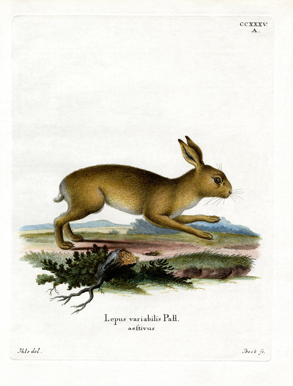 Fjellhare (farget gravering) av German School