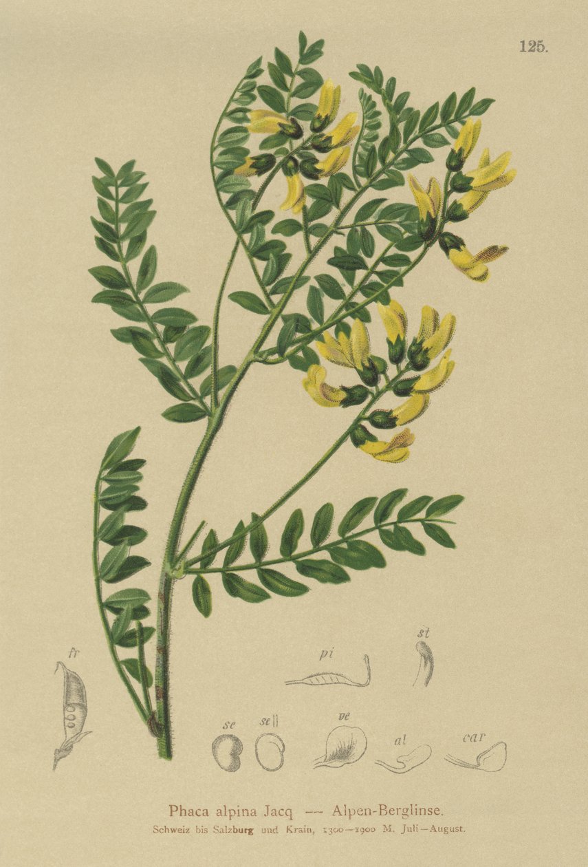 Fjelllinse (Phaca alpina, Astragalus alpinus, Astragalus penduliflorus, Colutea alpina, Phaca alpina, Tragacantha penduliflora) av German School
