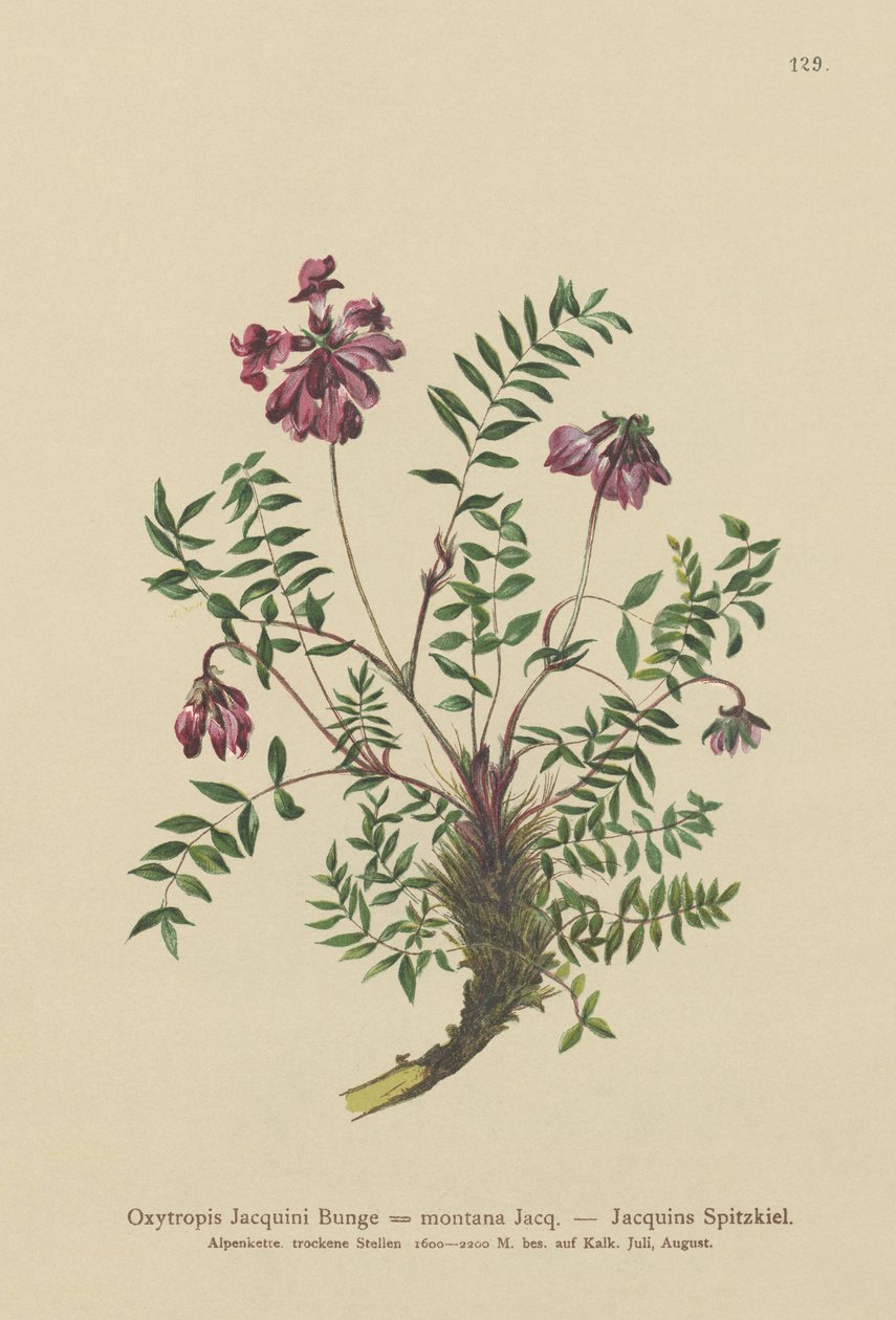 Mountain Milkvetch (Oxytropis Jacquini, Oxytropis montana) av German School
