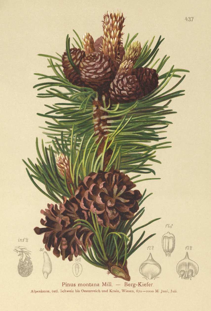 Fjellfuru (Pinus montana, Pinus mugo) av German School
