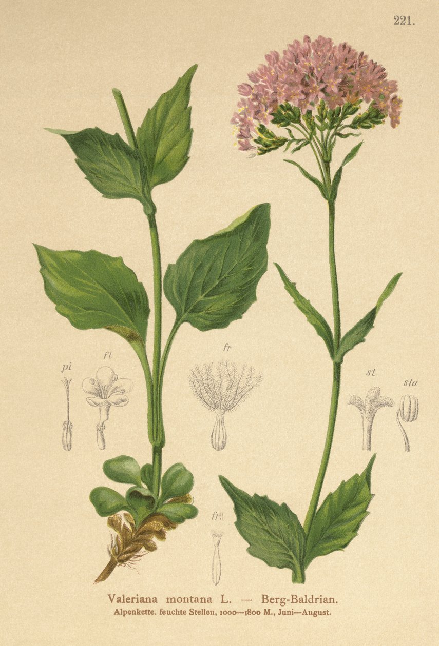 Fjellvalerian (Valeriana montana) av German School
