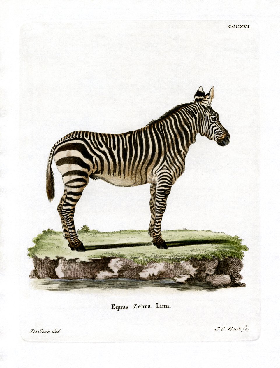 Mountain Zebra (farget gravering) av German School