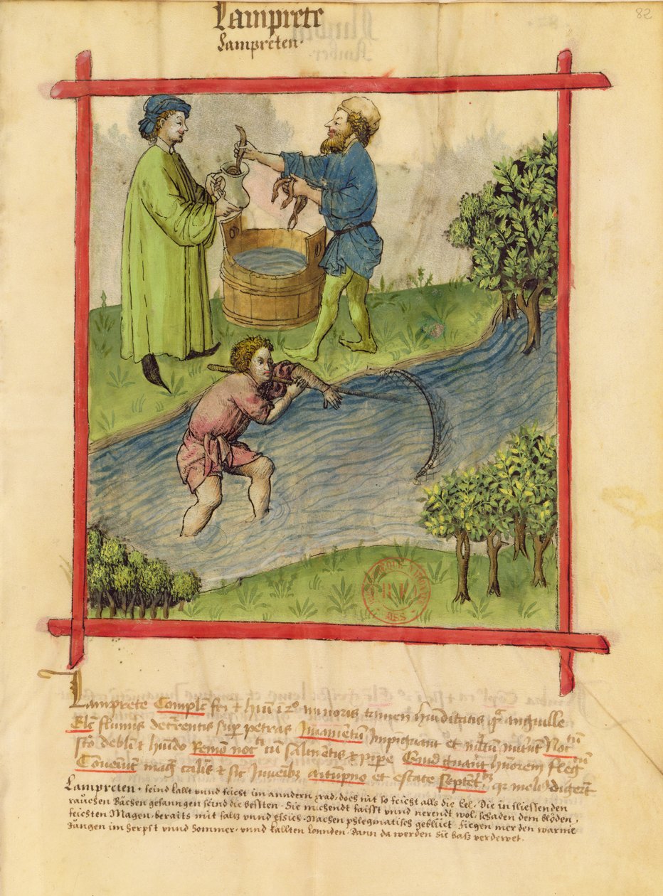 Ms Lat 9333 f.82 Fiske etter ål, fra Tacuinum Sanitatis av German School