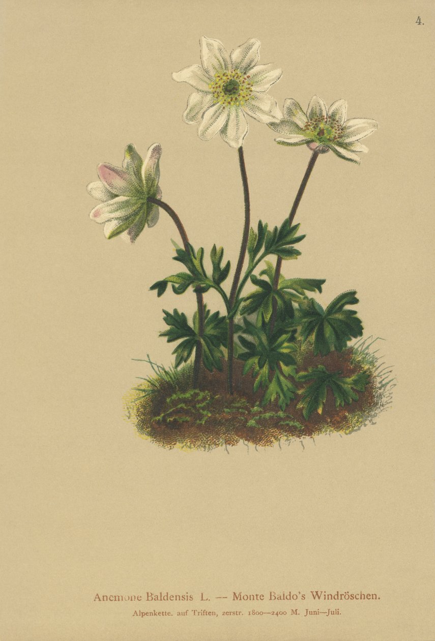 Mt. Baldo Anemone (Anemone Baldensis) av German School
