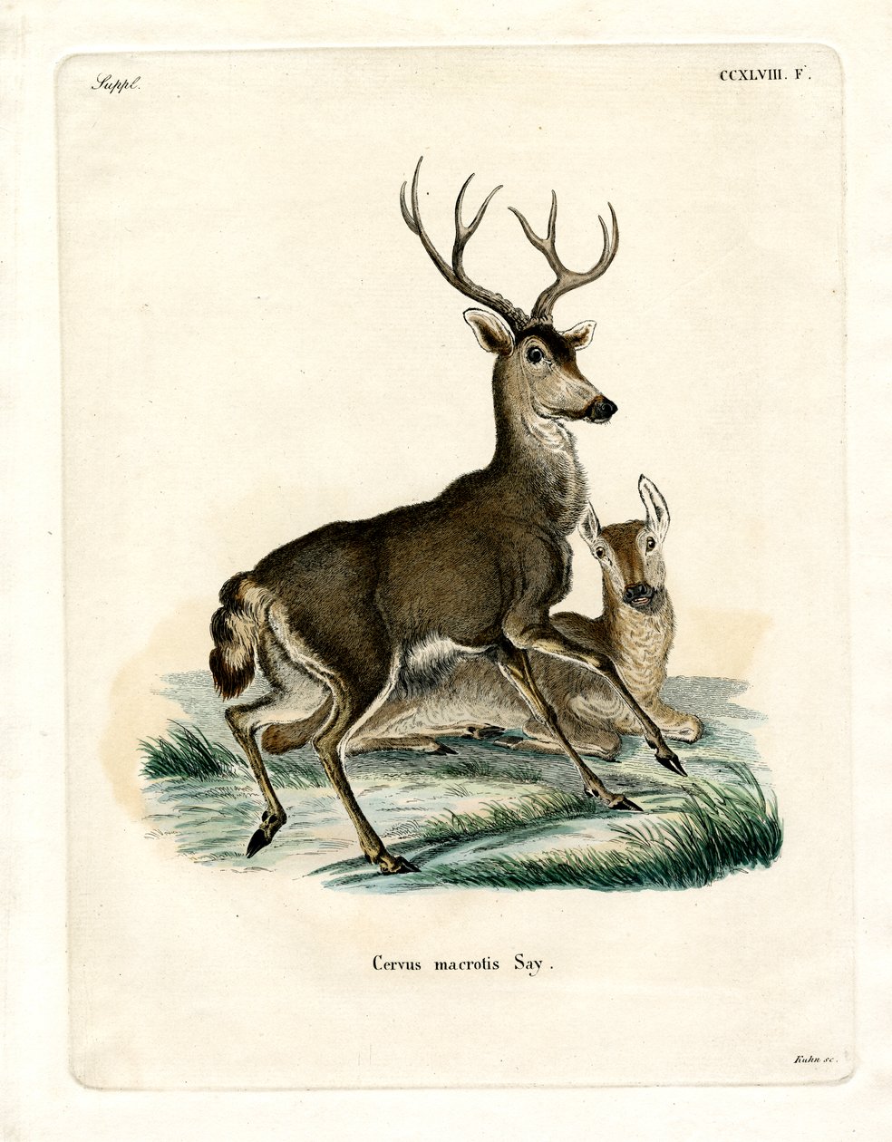 Mule Deer (farget gravering) av German School