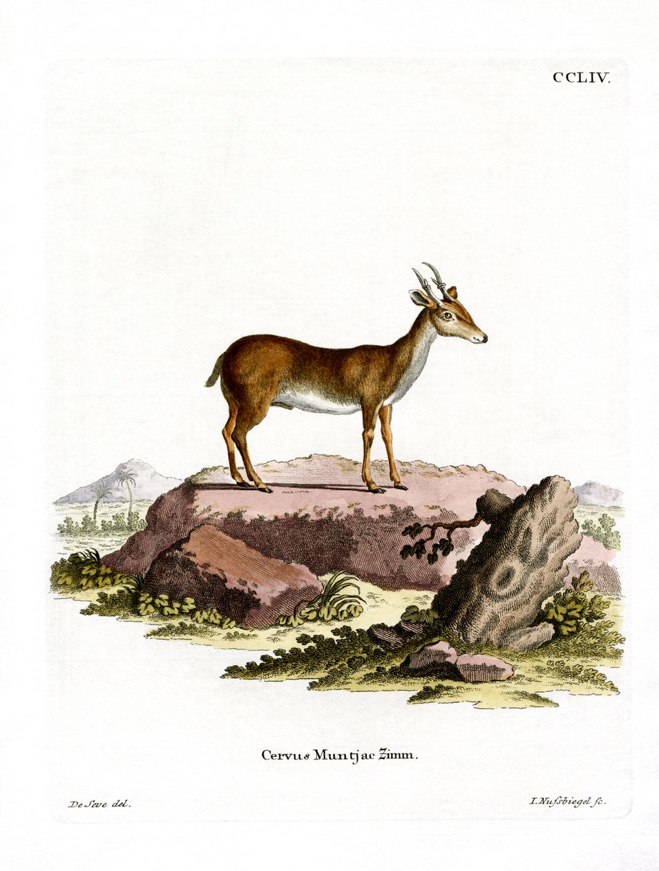 Muntjac (farget gravering) av German School