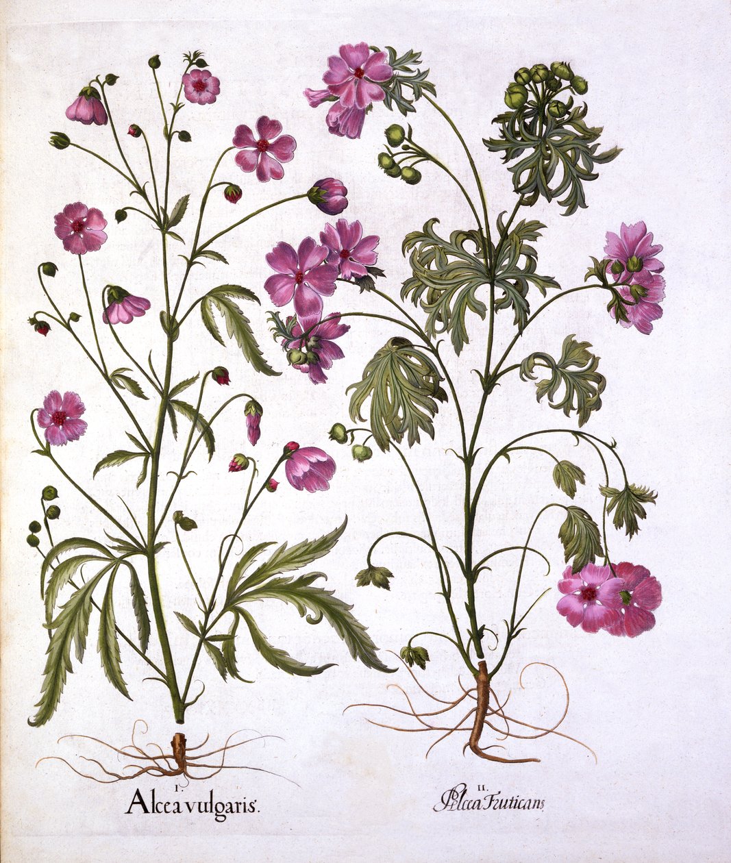 Musk Mallow, fra Hortus Eystettensis, av Basil Besler (1561-1629), pub. 1613 (håndfarget gravering) av German School