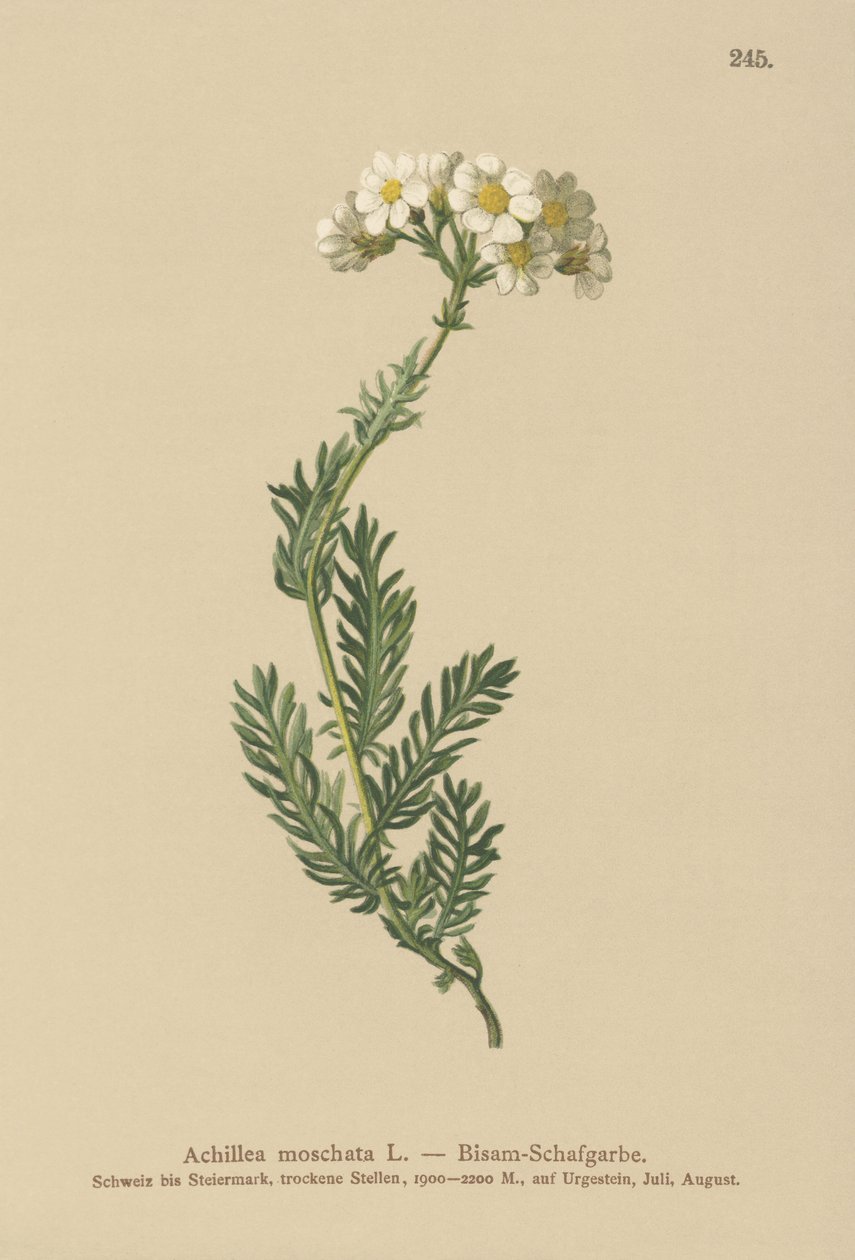Moskusmilfoil (Achillea moschata, Achillea erba-rotta ssp. moschata) av German School