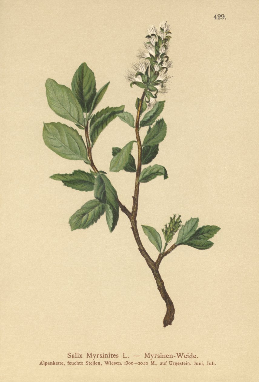 Myrtepil (Salix Myrsinites) av German School