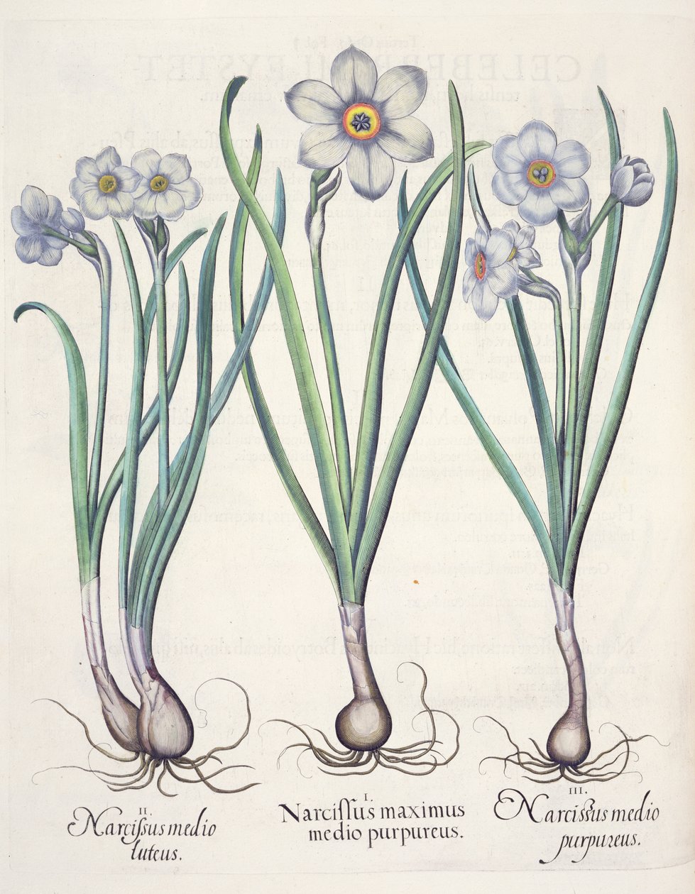 Narcissus: 1. Narcissus den største blant de lilla; 2. Narcissus i midten; 3. Narcissus purpureus, fra Hortus Eystettensis av Basil Besler (1561-1629), pub. 1613 av German School