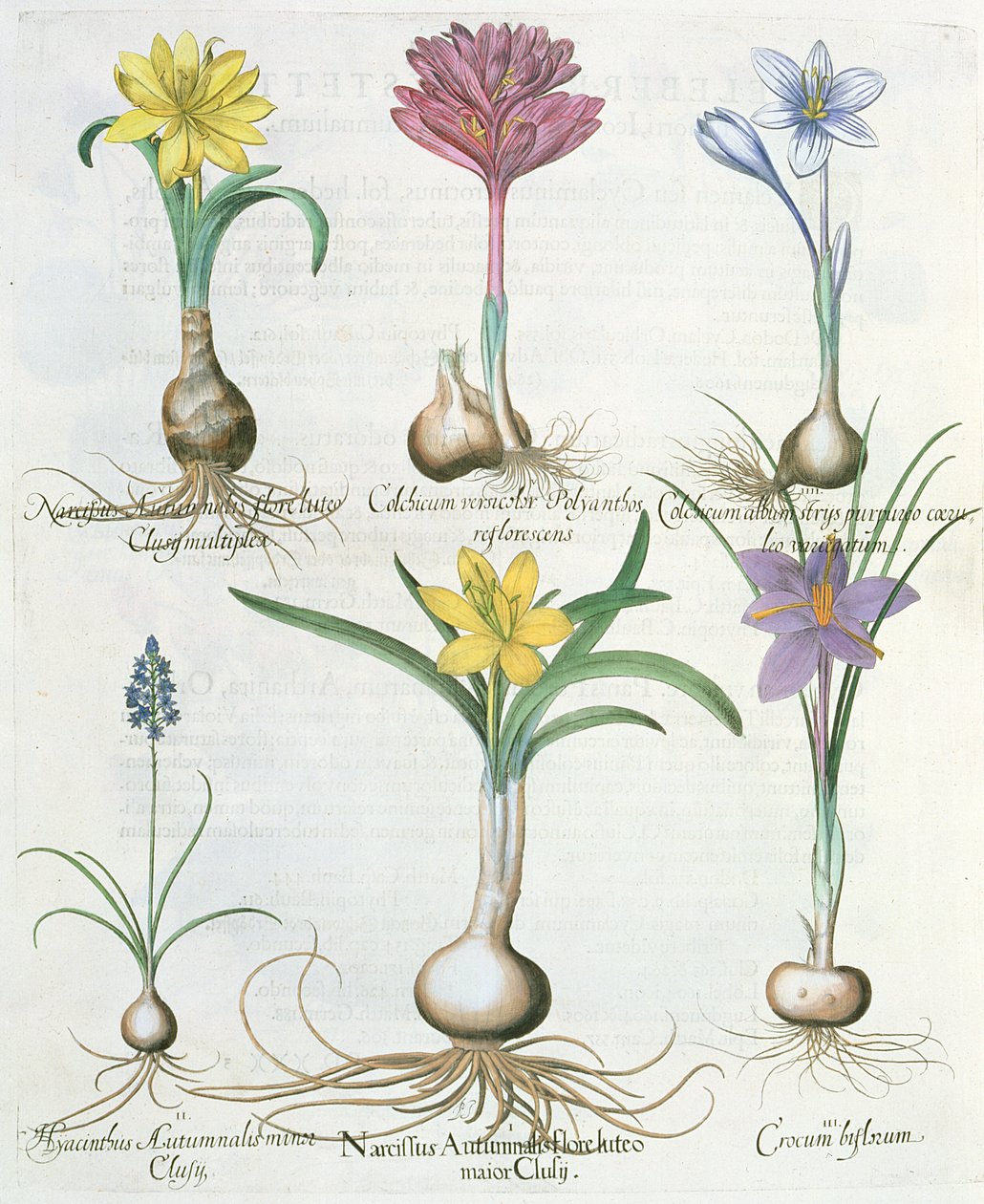 Narcissi, krokus og hyasint: 1. Narcissus autumnalis; 2.Hyacinthus autumnalis; 3. Crocum biflorum; 4.Colchium album; 5. Colchium versicolor; 6. Narcissus autumnalis, fra Hortus Eystettensis av Ba av German School