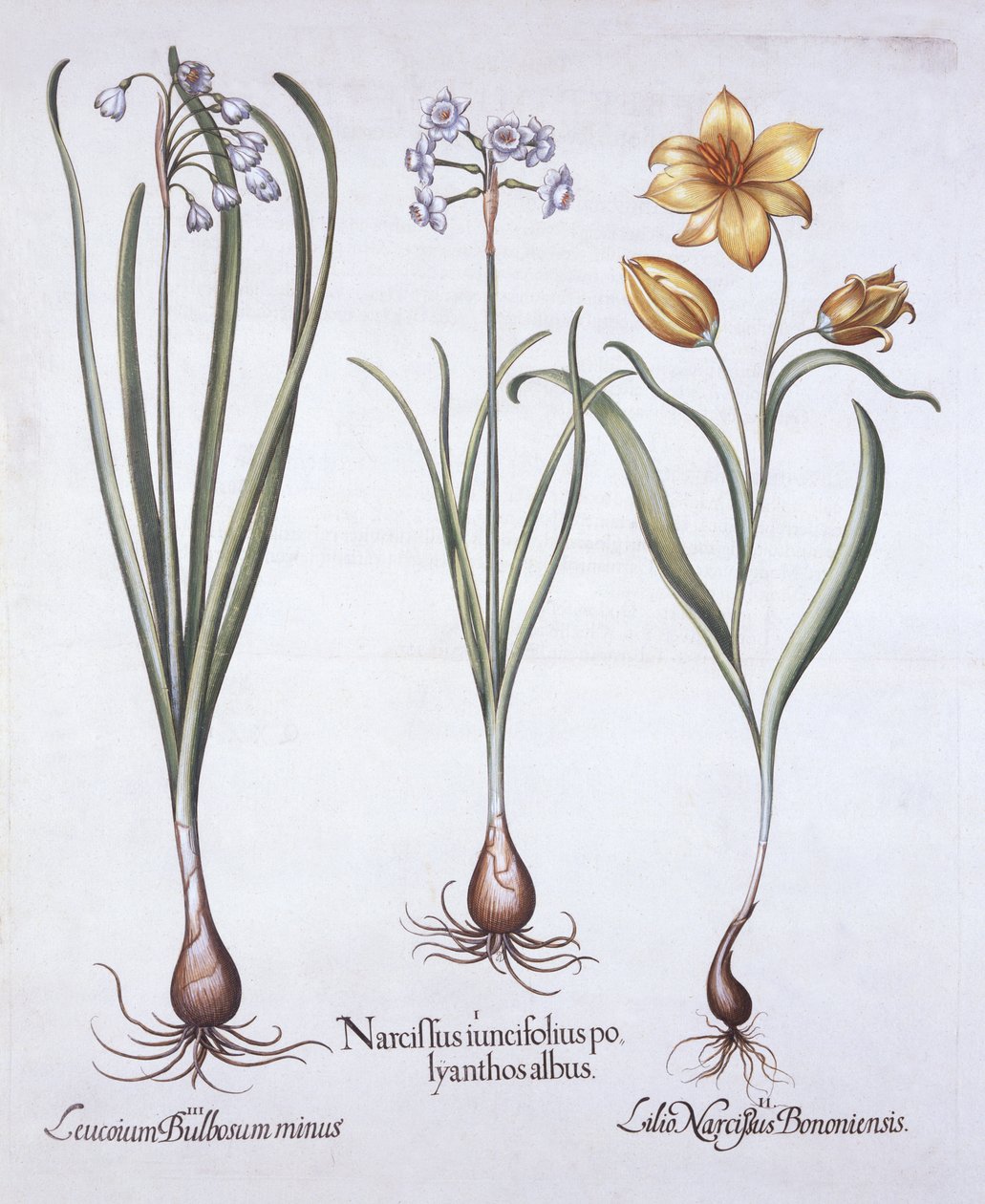 Narcissus, Tulip and Summer Snowflake, fra Hortus Eystettensis, av Basil Besler (1561-1629), pub. 1613 (håndfarget gravering) av German School