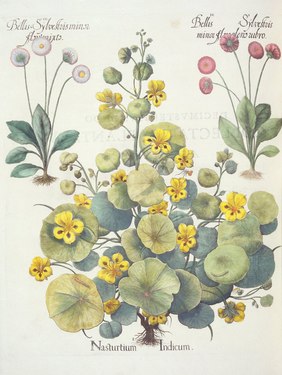 Nasturtiums og tusenfryd: 1. Nasturtium indicum; 2. Bellis Sylvester minor, full av røde blomster; 3. Bellis Sylvestri minor flore mixta, fra Hortus Eystettensis av Basil Besler (1561-1629), pub. 1613 av German School