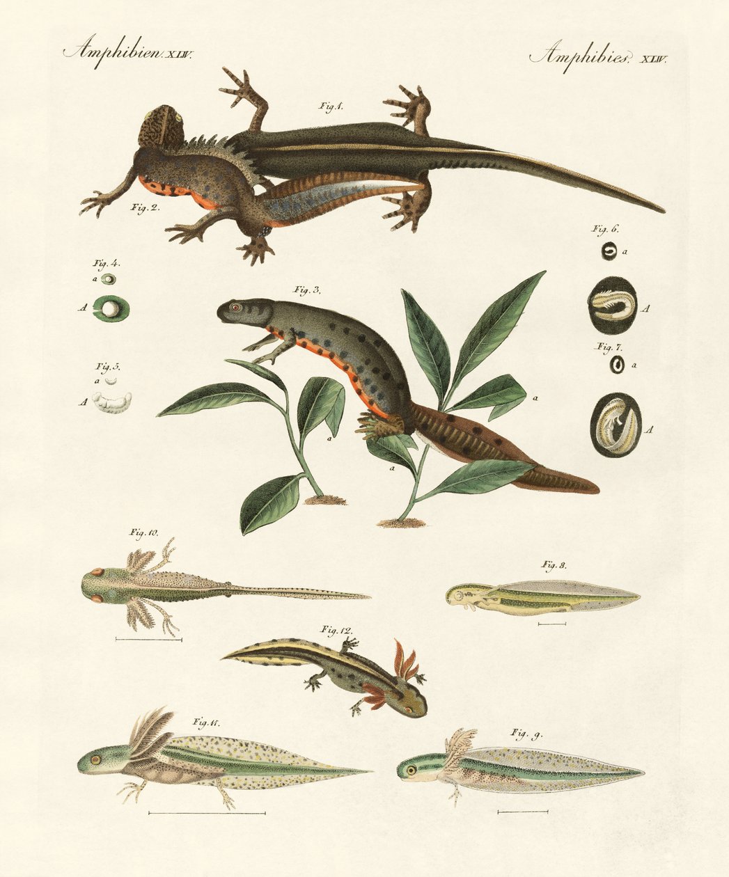 Naturhistorie av sjøsalamander (farget gravering) av German School