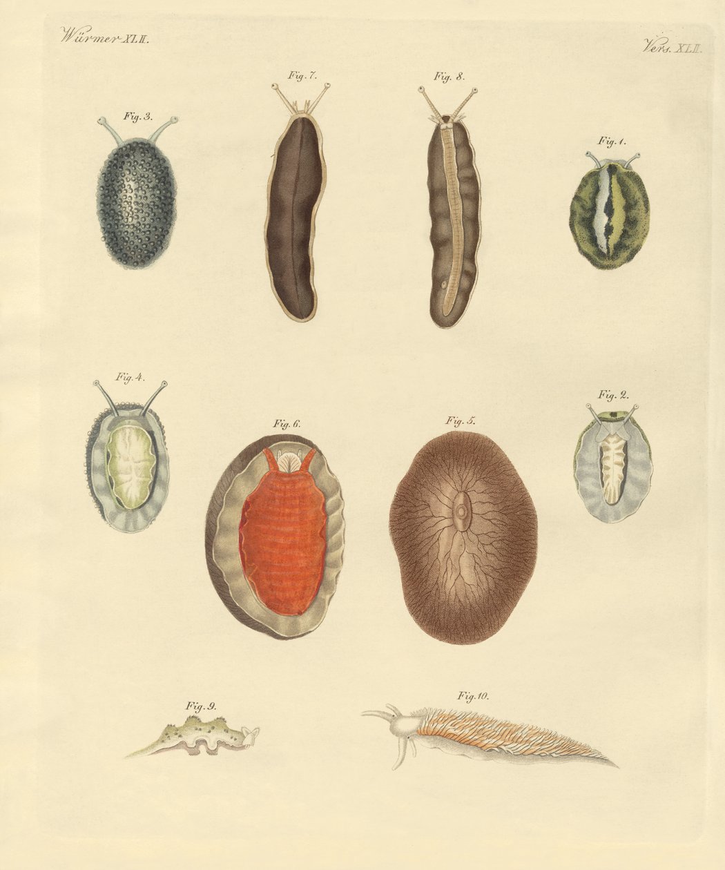 New-foundes ormer (farget gravering) av German School