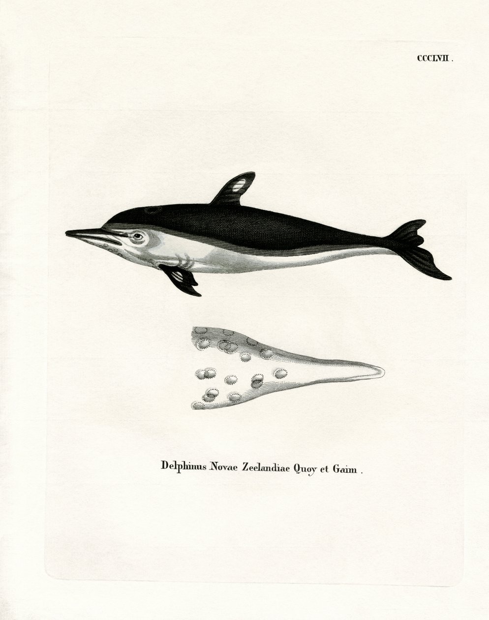 New Zealand Dolphin (farget gravering) av German School