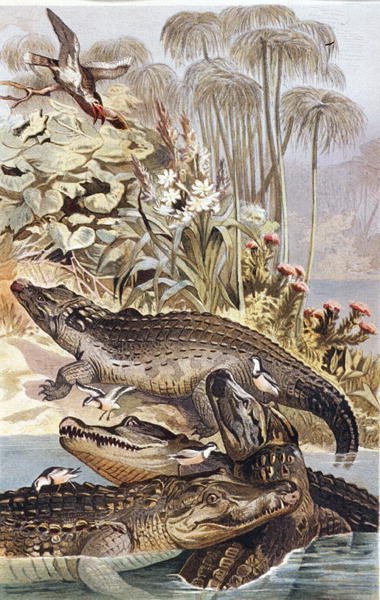Nilkrokodille, tallerken fra "Brehms Tierleben: Allgemeine Kunde des Tierreichs", vol.7, s.504, utgitt av Bibliographisches Institut av German School