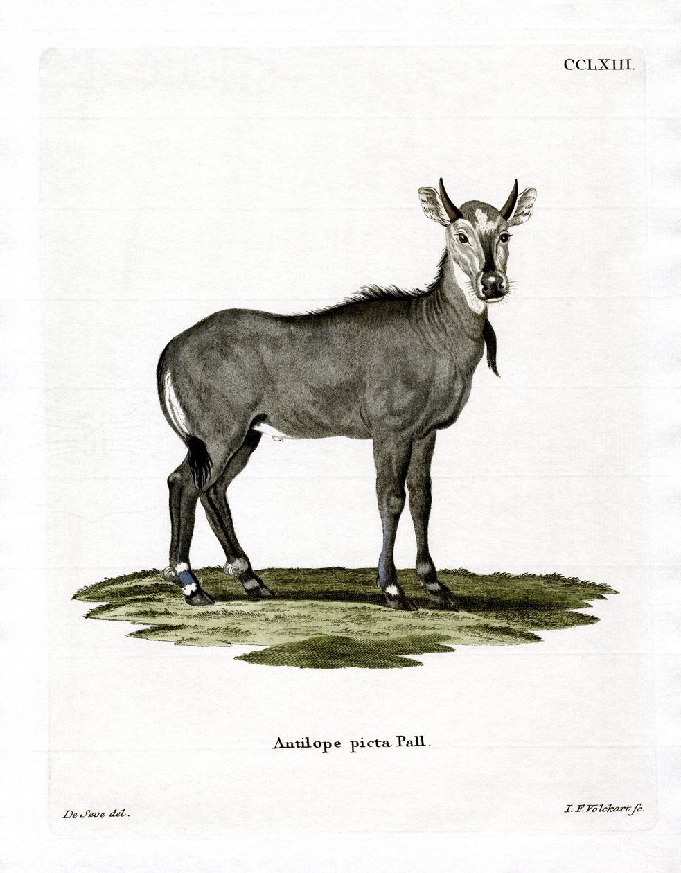 Nilgai (farget gravering) av German School