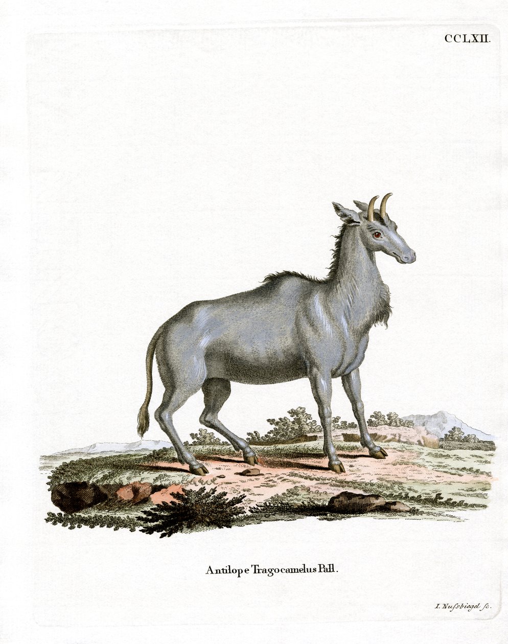 Nilgai (farget gravering) av German School