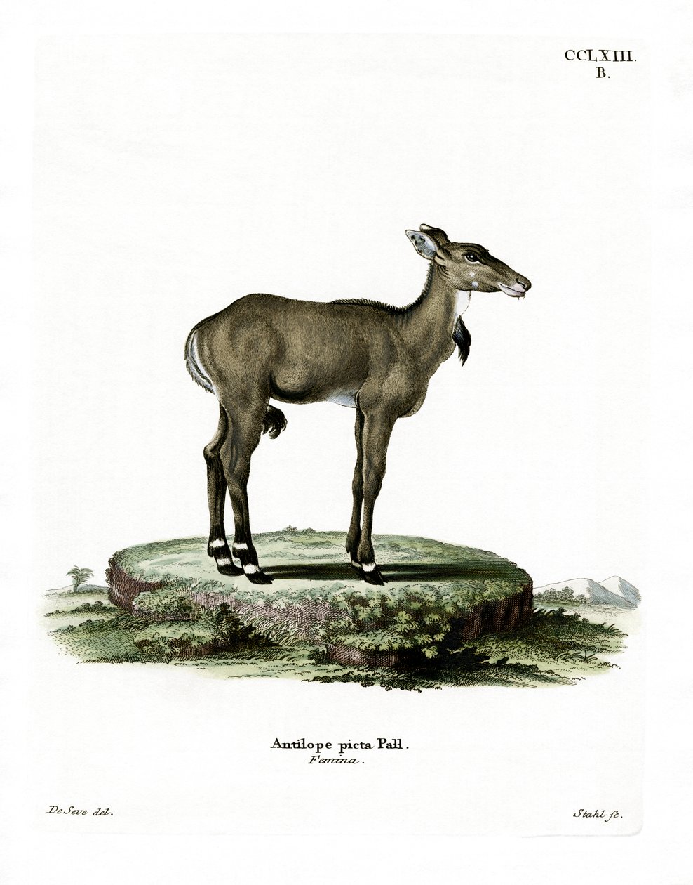 Nilgai (farget gravering) av German School