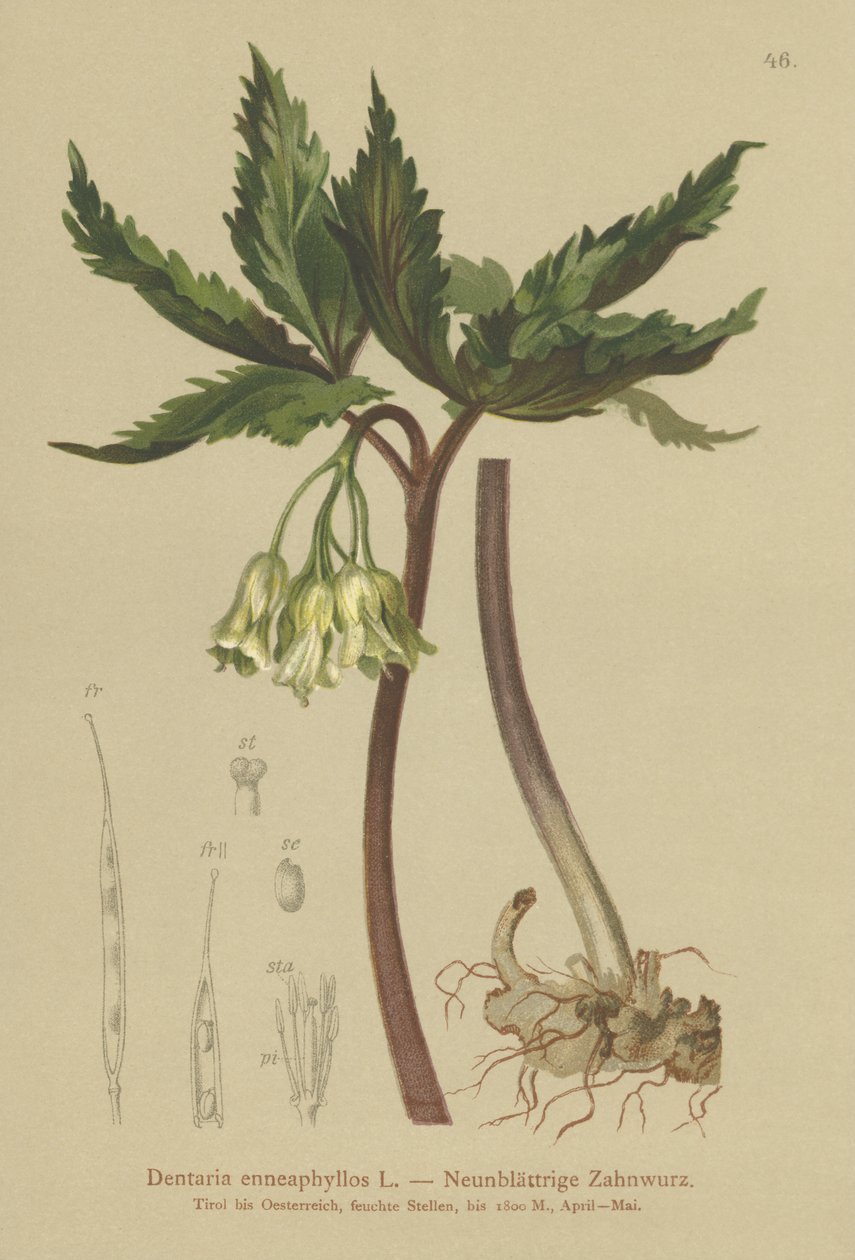 Ni-bladet korallurt (Dentaria enneaphyllos) av German School