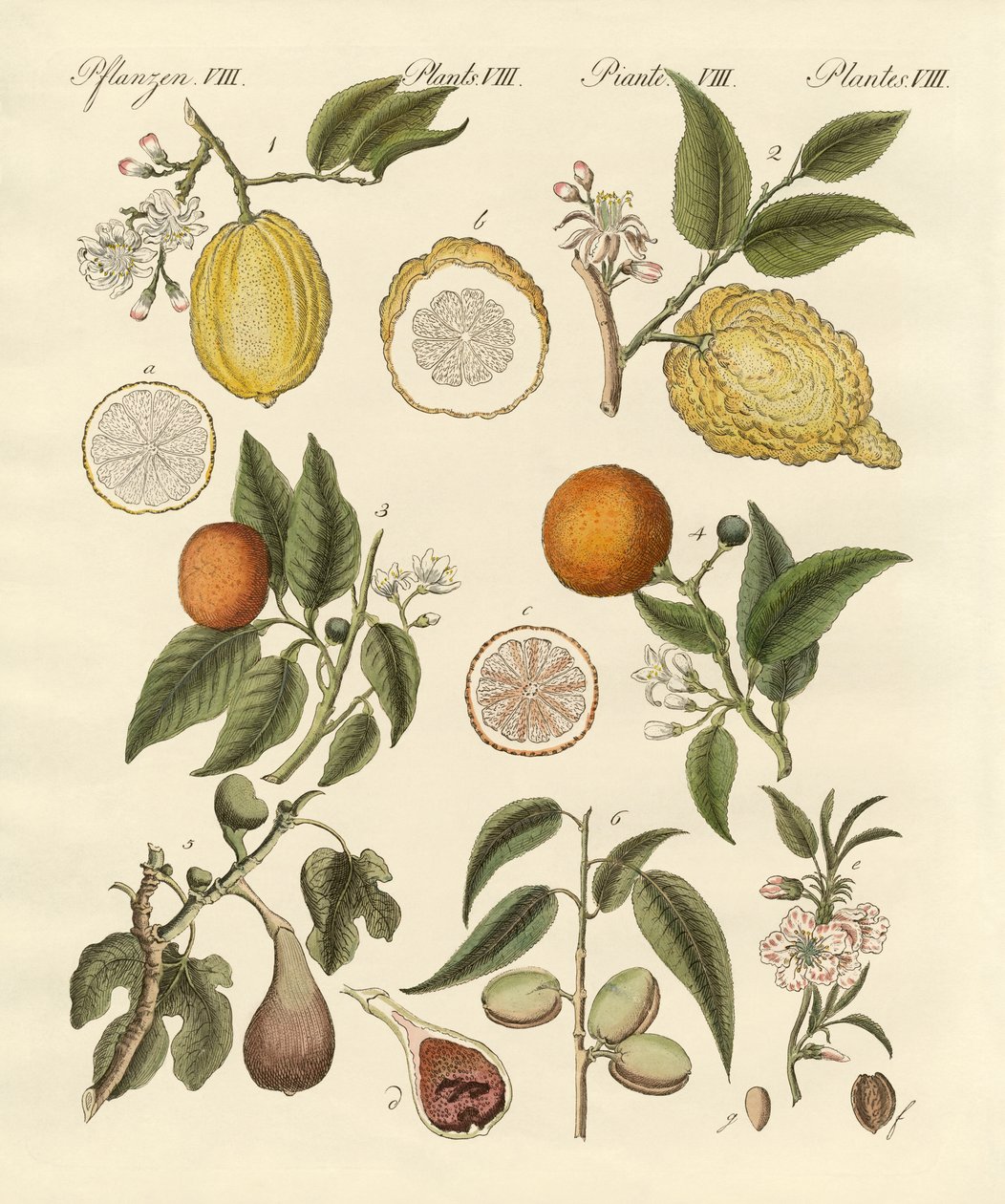 Edel tropisk frukt av German School