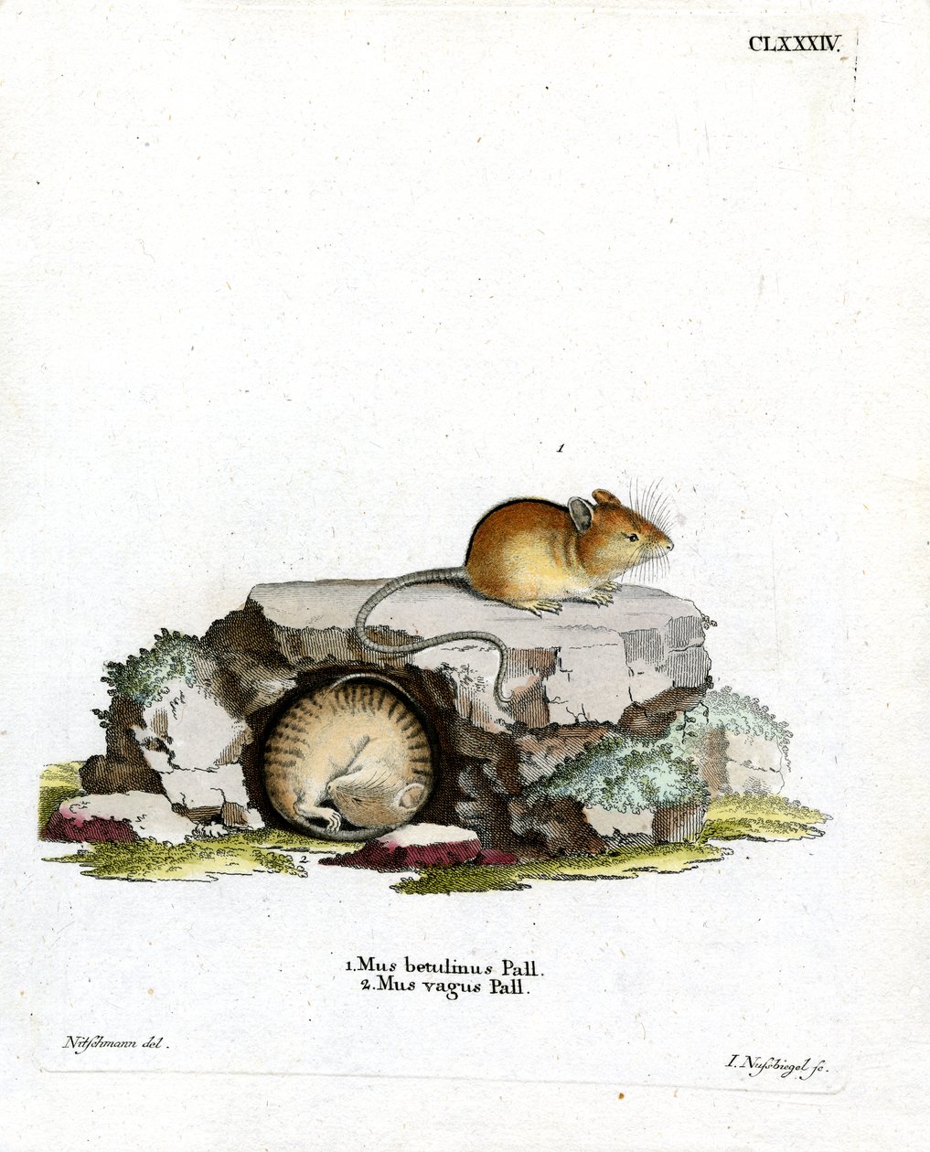 Northern Birch Mouse (farget gravering) av German School