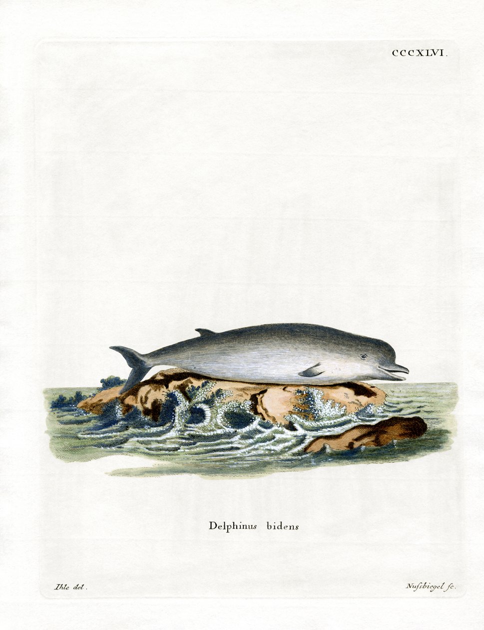 Northern Bottlenose Whale (farget gravering) av German School