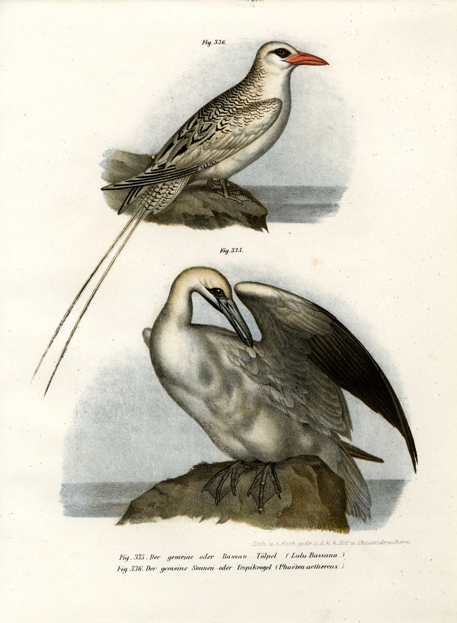 Northern Gannet, 1864 av German School