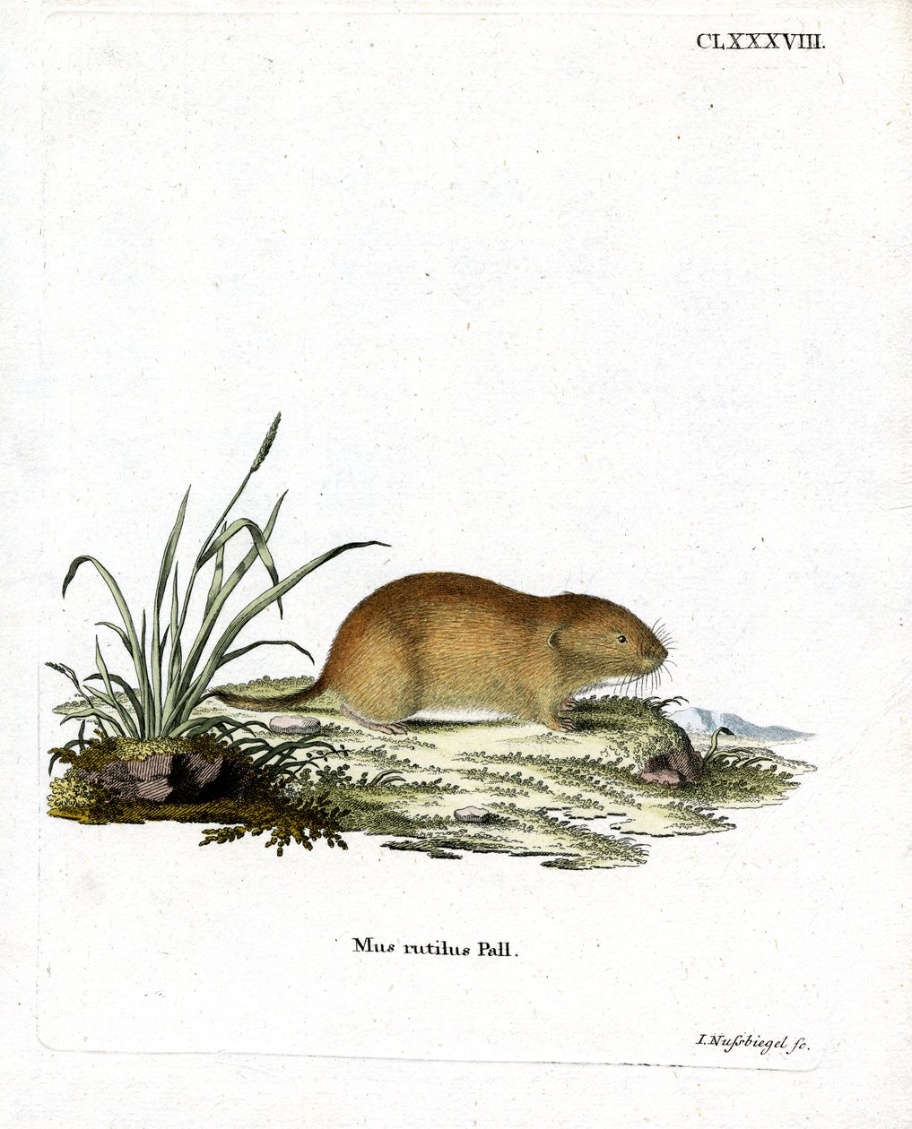 Northern Red-backed Vole (farget gravering) av German School