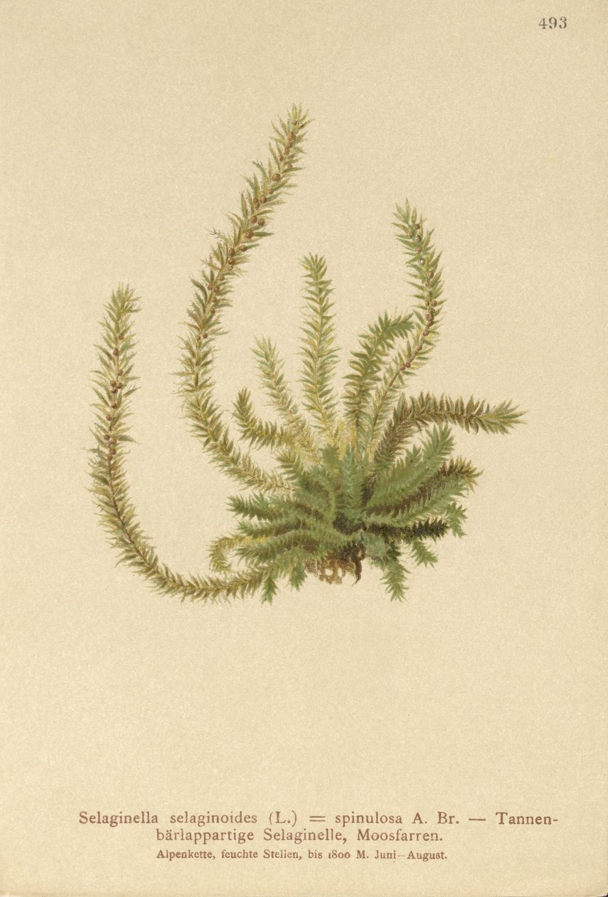 Nordlig piggmose (Selaginella selaginoides, Selaginella spinulosa, Lycopodium selaginoides, Bernhardia spinosa) av German School