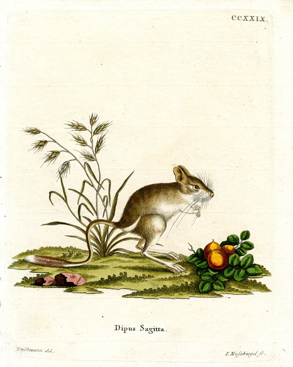 Northern Three-Toed Jerboa (farget gravering) av German School