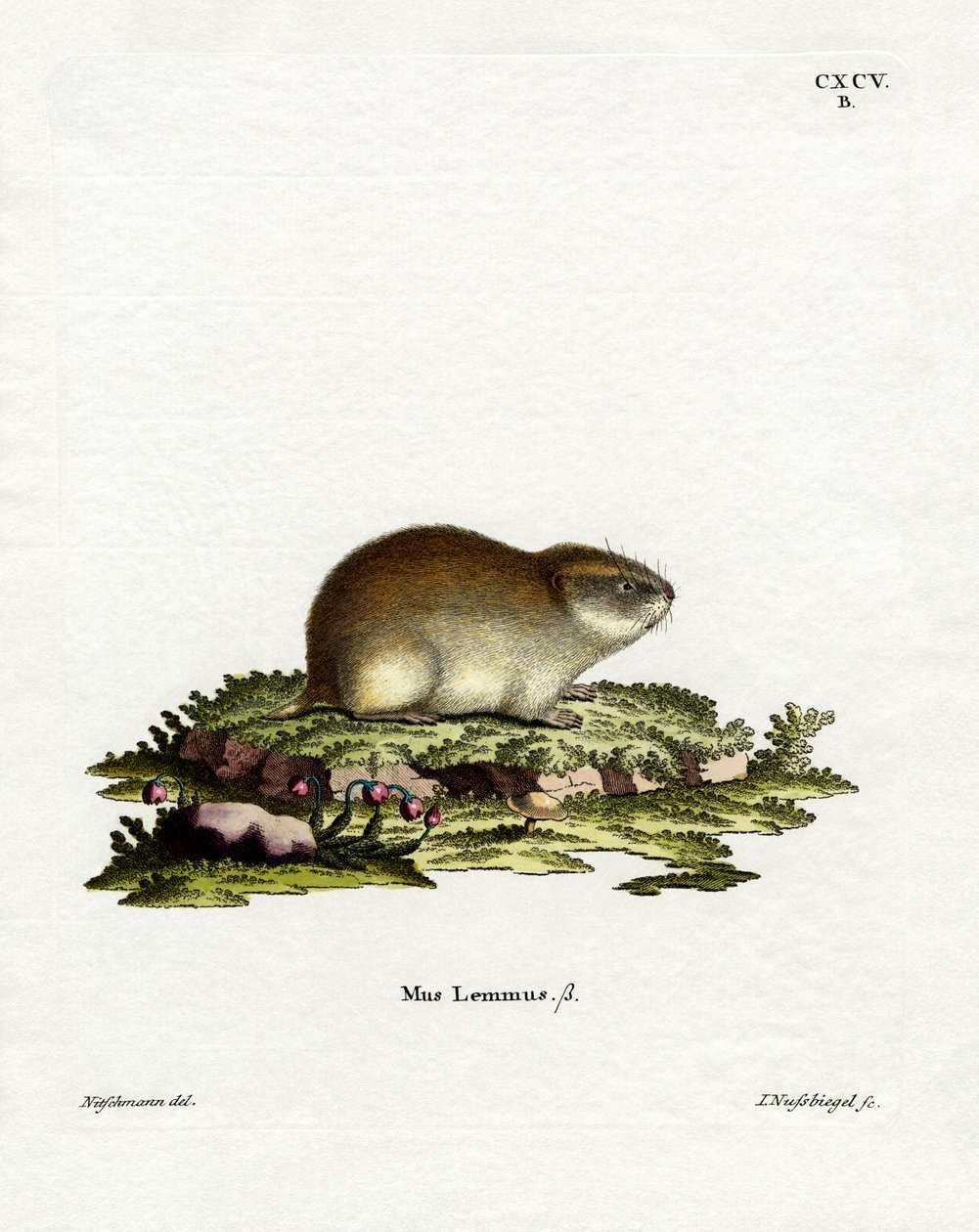 Norway Lemming (farget gravering) av German School