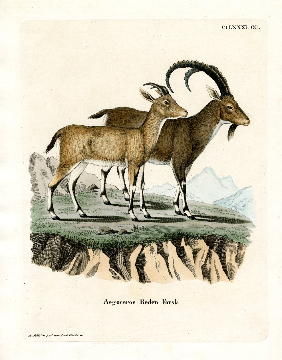 Nubian Ibex (farget gravering) av German School