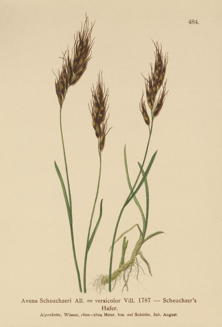 Havregress (Avena Scheuchzeri, Avena versicolor, Avena alpina) av German School