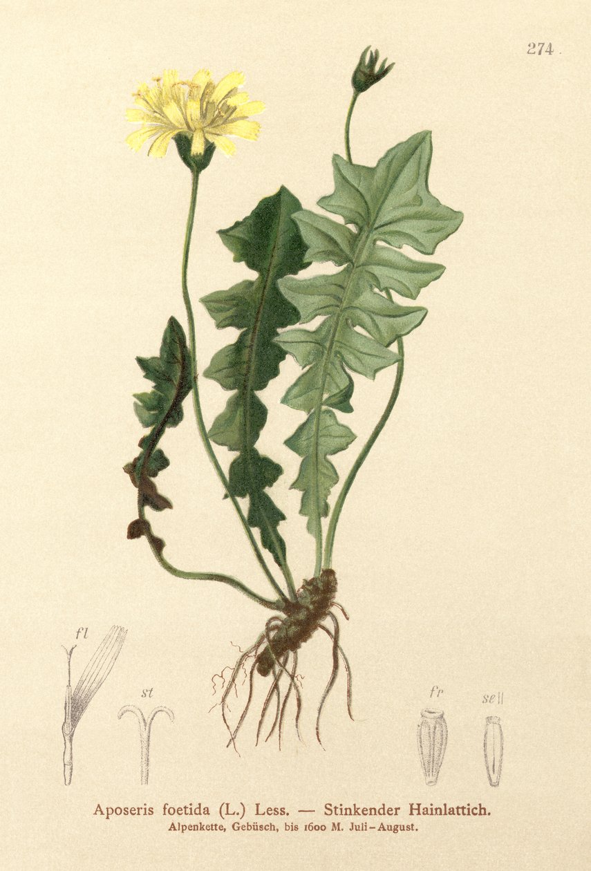 Luktende grisesalat (Aposeris foetida) av German School