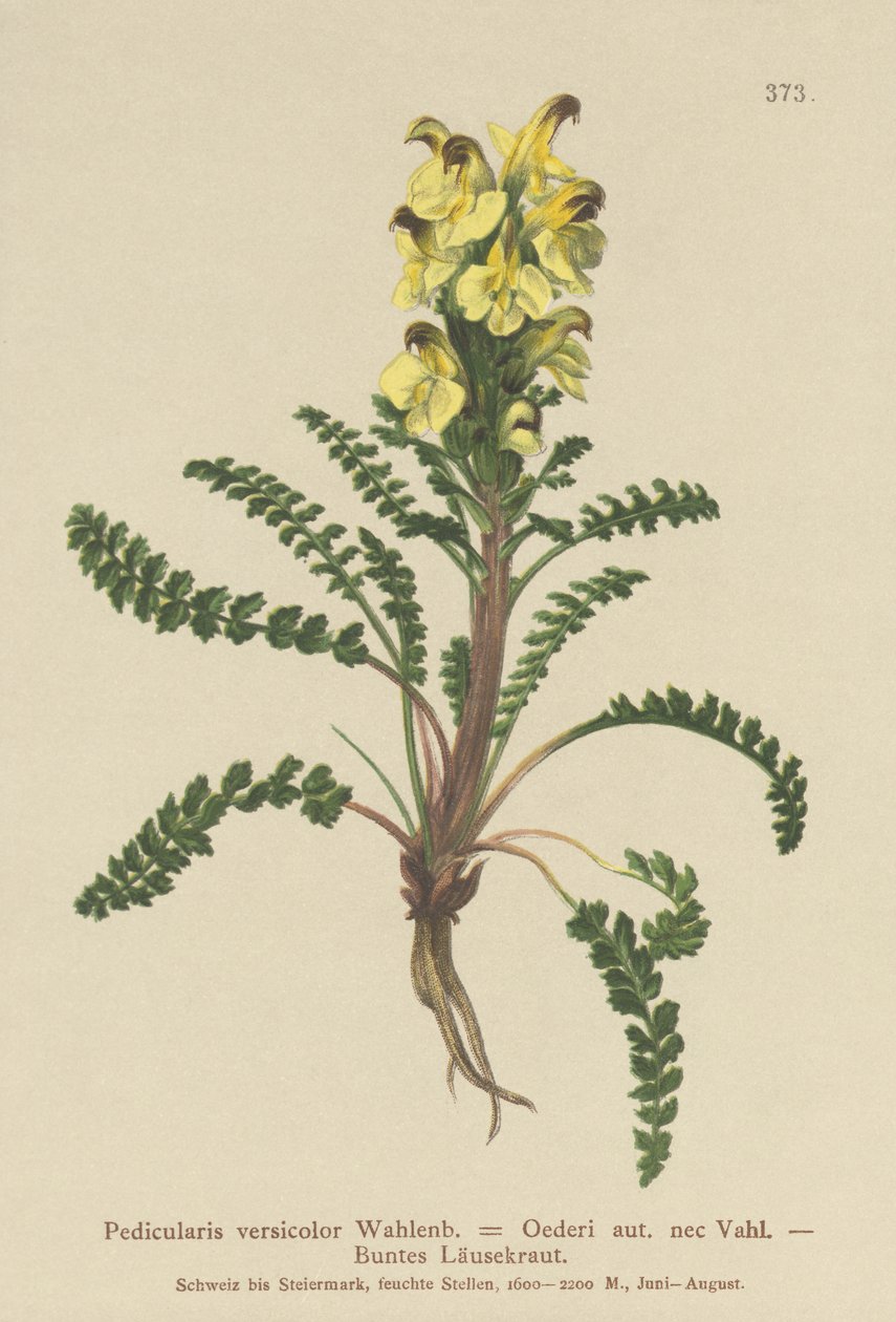 Oeders lusurt (Pedicularis versicolor, Pedicularis Oederi) av German School