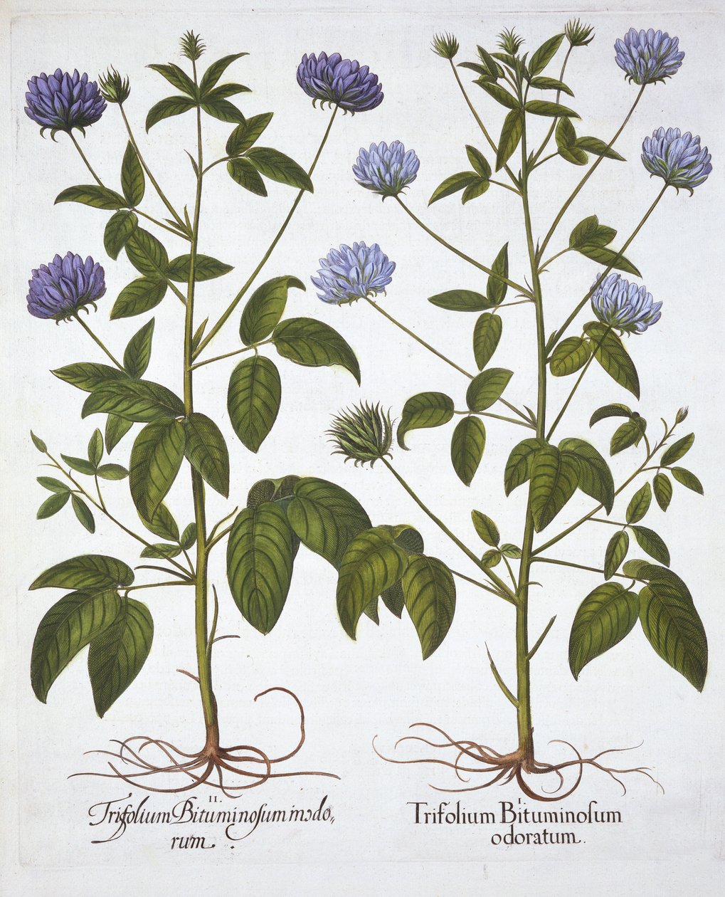 Enblomstret kløver, fra Hortus Eystettensis, av Basil Besler (1561-1629), pub. 1613 (håndfarget gravering) av German School