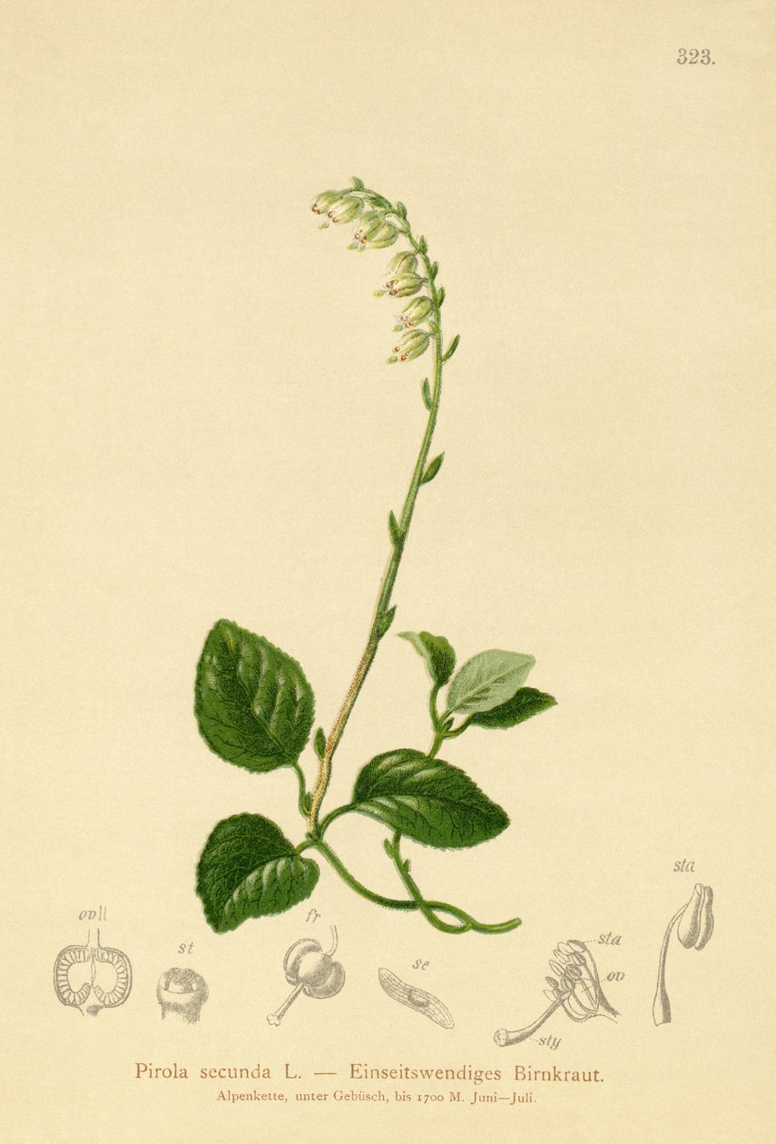 Ensidig vintergrønn (Pyrola secunda, Pyrola secunda, Orthilia secunda, Ramischia elatior, Ramischia secunda) av German School