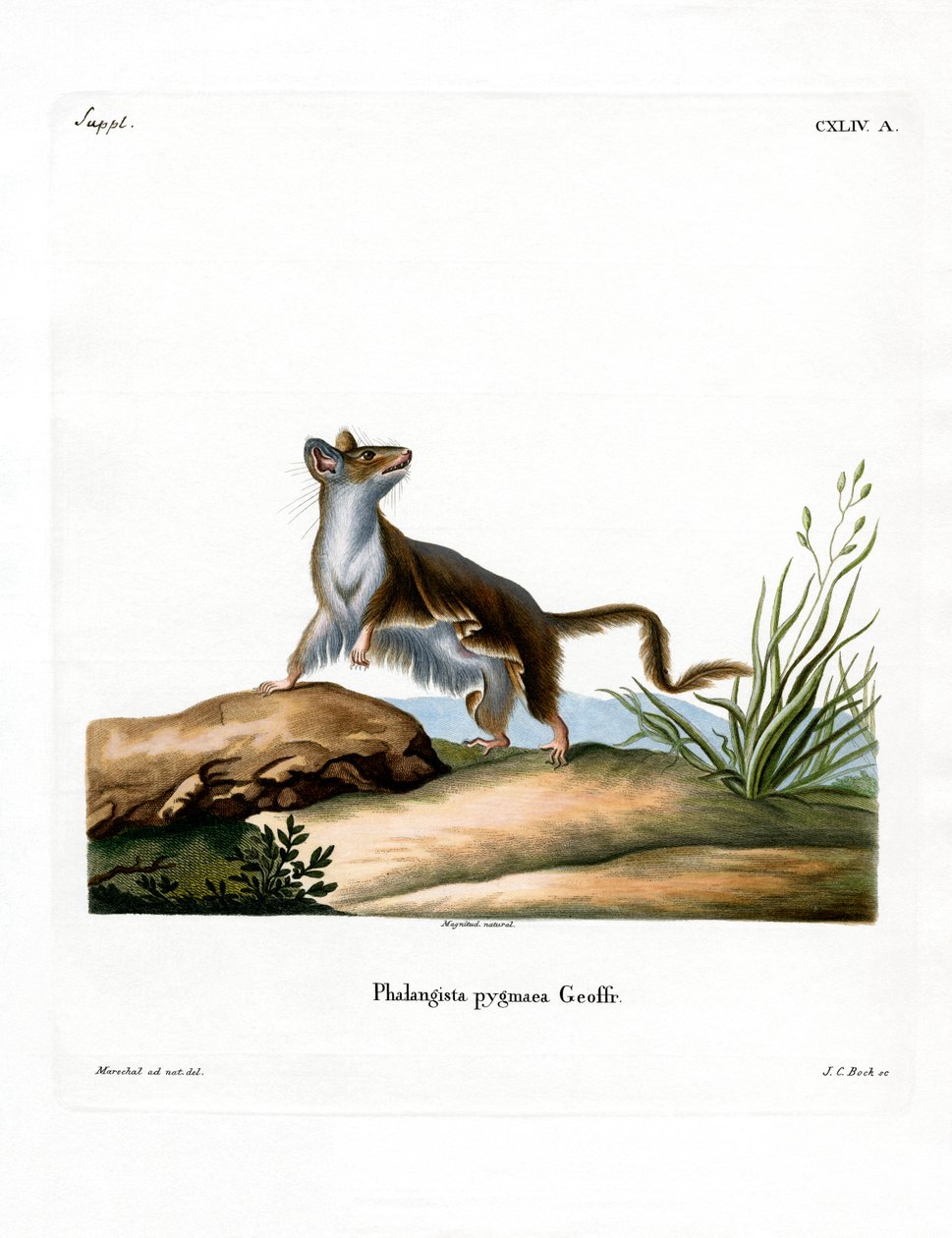 Opossum Mouse (farget gravering) av German School