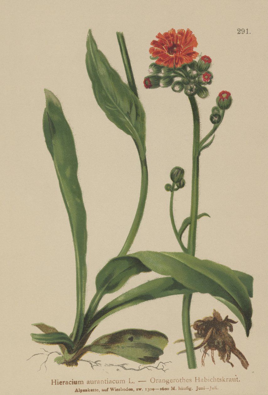 Appelsin høkrut (Hieracium aurantiacum, Hieracium brunneocroceum, Pilosella aurantiaca) av German School
