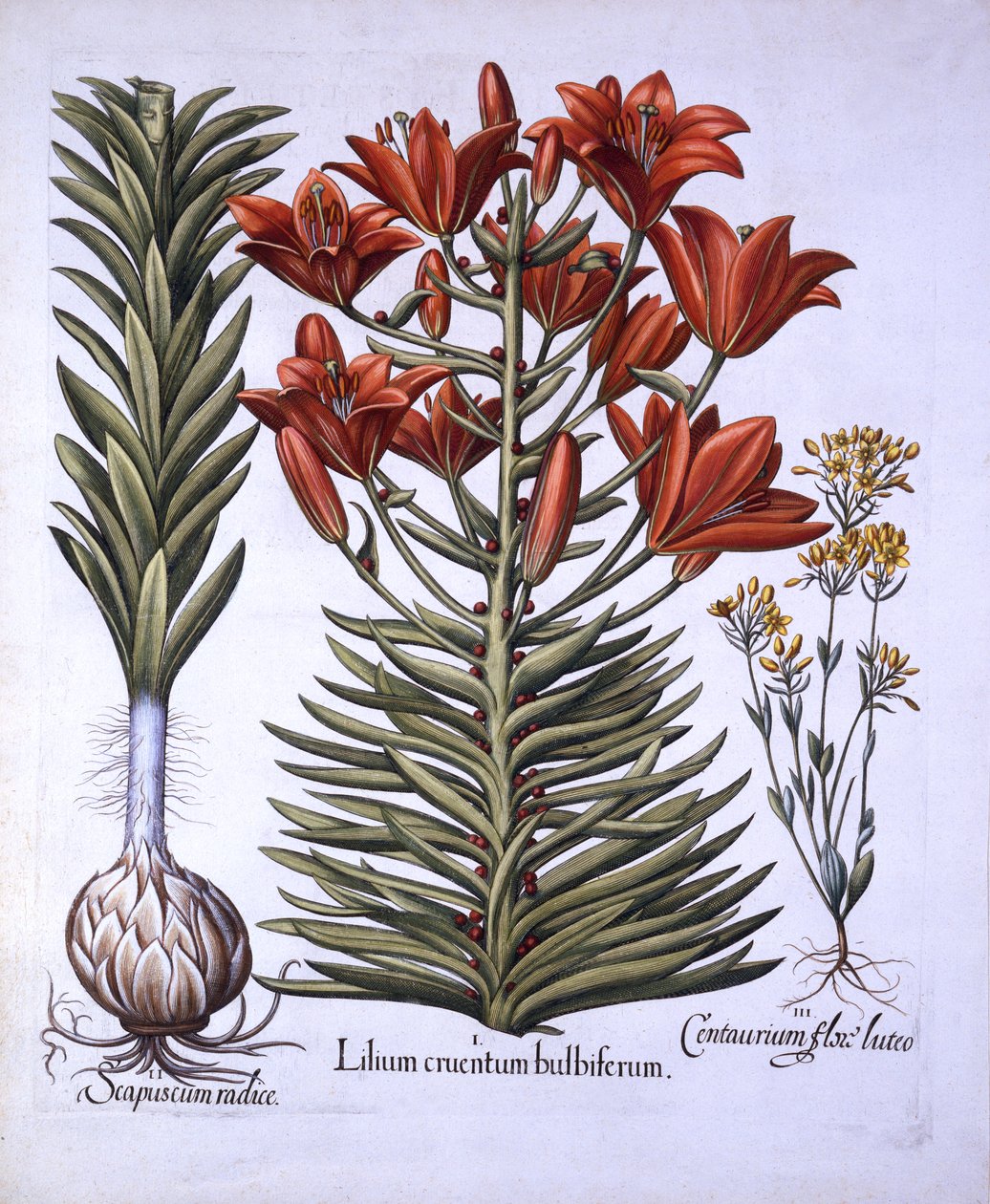 Orange Lily with Bulbils and Bulbs, Late-Blooming Blackstoria, fra Hortus Eystettensis, av Basil Besler (1561-1629), pub. 1613 (håndfarget gravering) av German School
