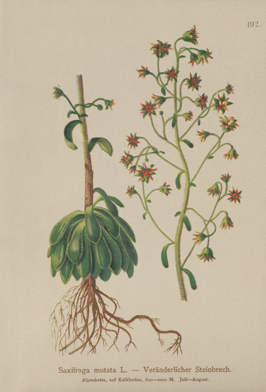 Orange saxifrage (Saxifraga mutata) av German School