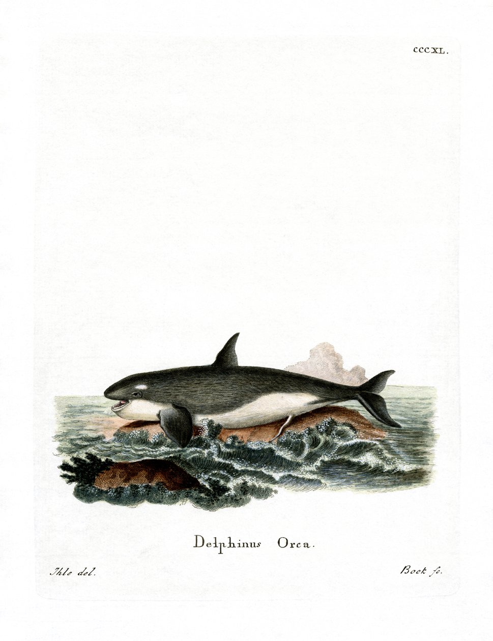 Orca (farget gravering) av German School