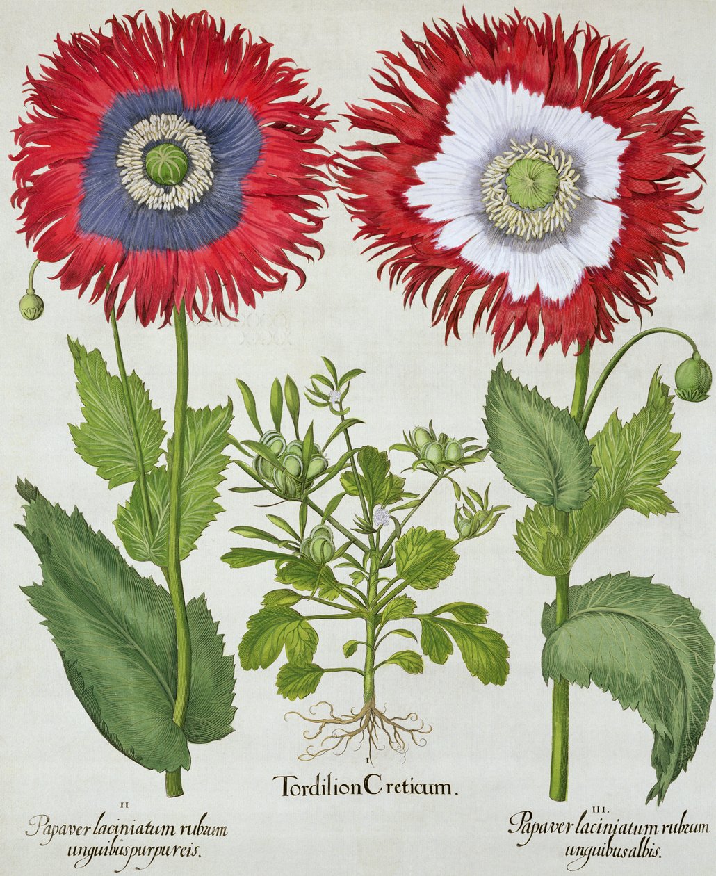 Ornamental Poppies, fra Hortus Eystettensis av Basil Besler (1561-1629), pub. 1613 av German School
