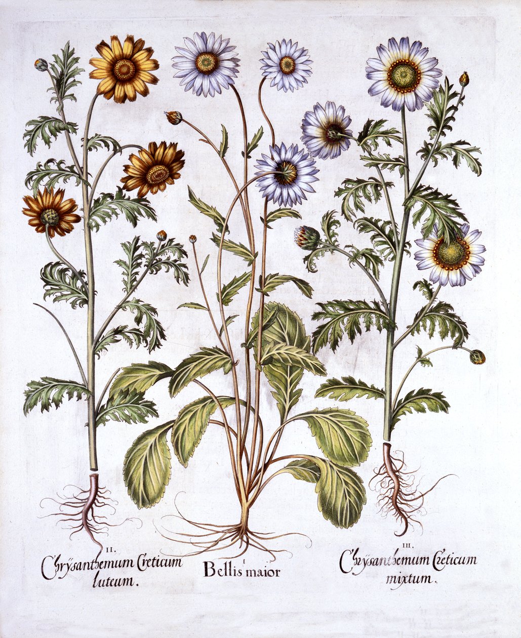 Oxe Eye Daisy og Crown Daisy, fra Hortus Eystettensis, av Basil Besler (1561-1629), pub. 1613 (håndfarget gravering) av German School