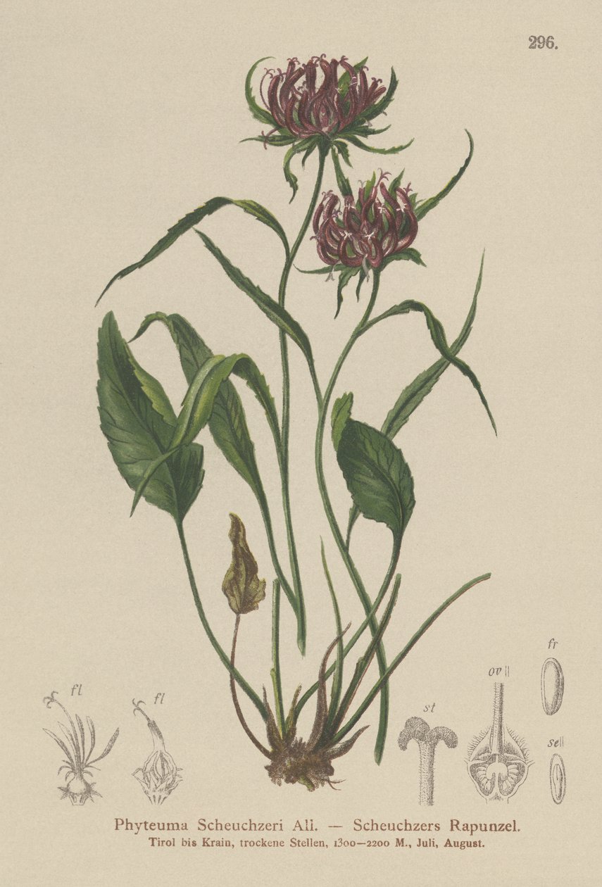 Oxford Rampion (Phyteuma Scheuchzeri) av German School