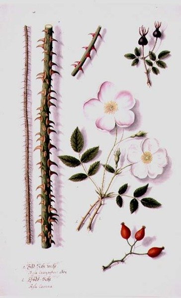 PD.98-1973f.14 White Field Rose (Rosa silvestris alba) og Hunderose (Rosa canina) ca. 1820 (akvarell og gouache) av German School