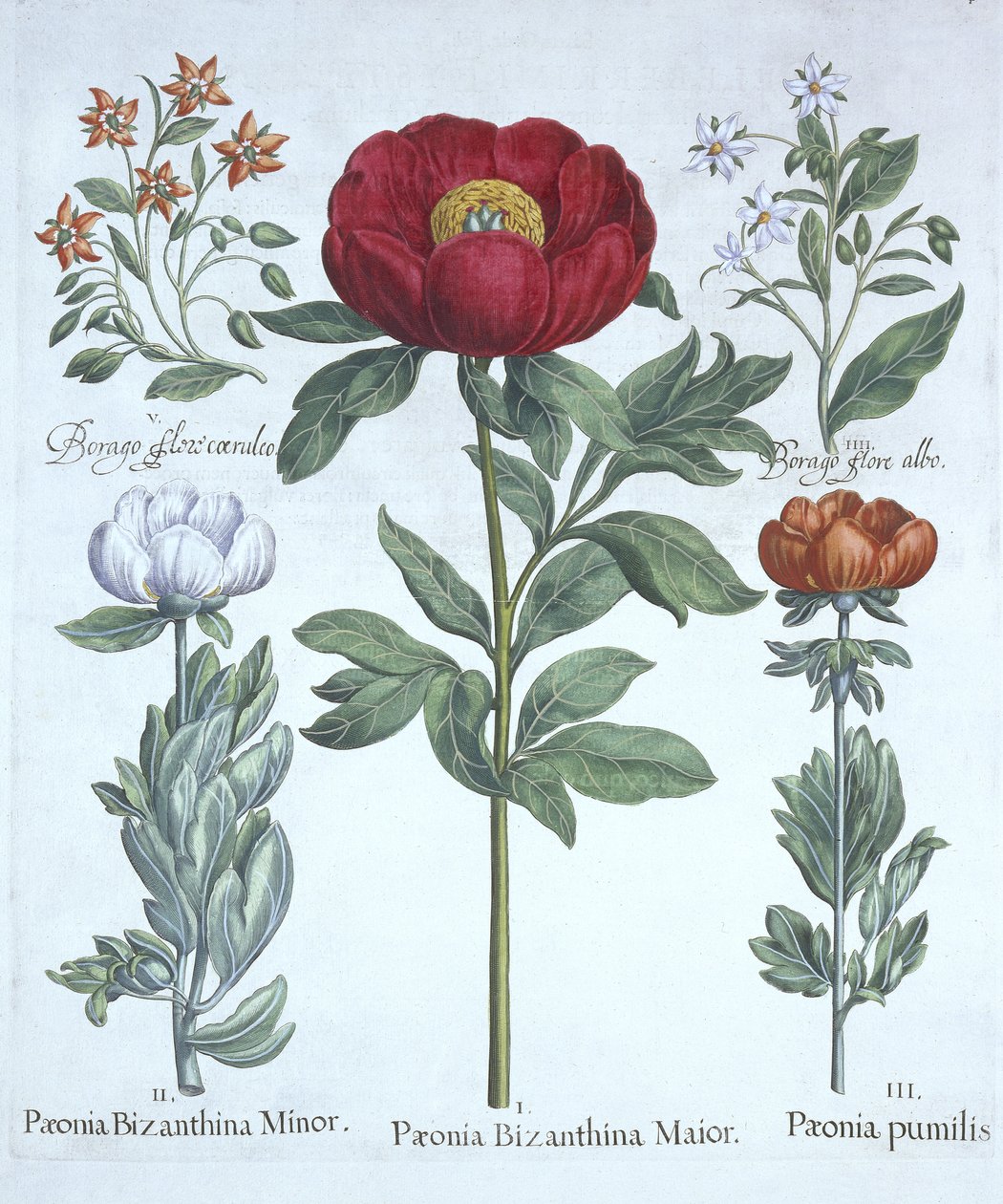 Paeonies and Borage, fra Hortus Eystettensis, av Basil Besler (1561-1629), pub. 1613 (håndfarget gravering) av German School