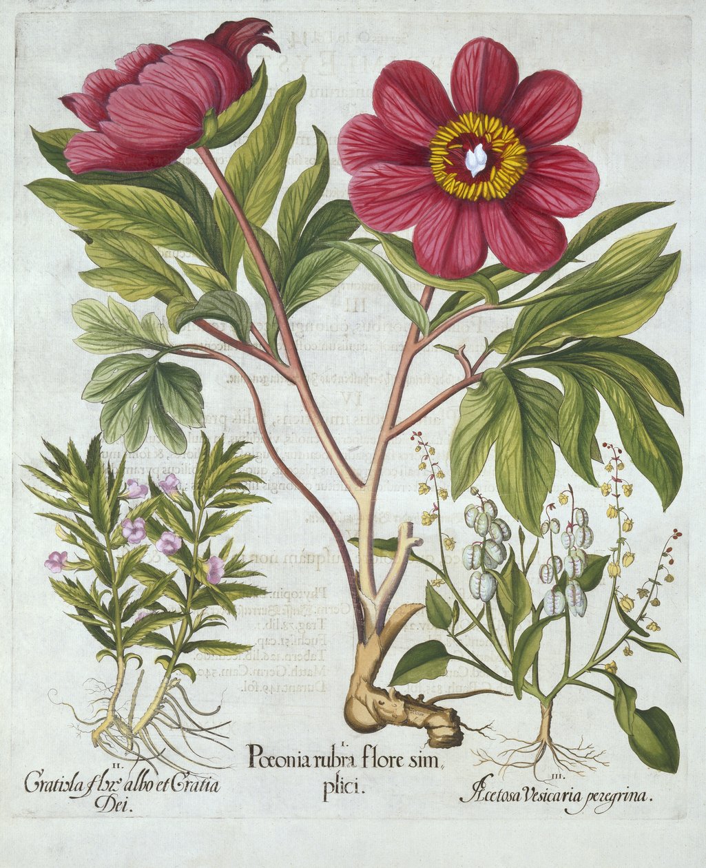 Paeony, Hedge Issop and Sheeps Sorrel, fra Hortus Eystettensis, av Basil Besler (1561-1629), pub. 1613 (håndfarget gravering) av German School